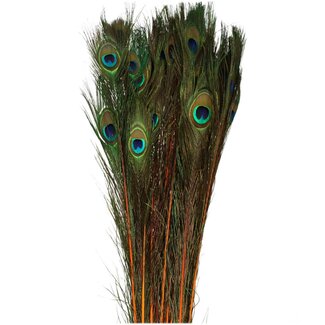 4A Peacock Feathers | Colour: Orange | Length 100 centimetre | Per 10 feathers