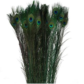 4A Peacock Feathers | Colour: Green | Length 100 centimeter | Per 10 feathers