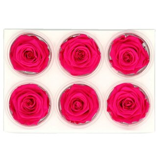 4A Konservierte Rose | Farbe: Fuchsia | Durchmesser 6 centimeter | Pro 6 Rosen