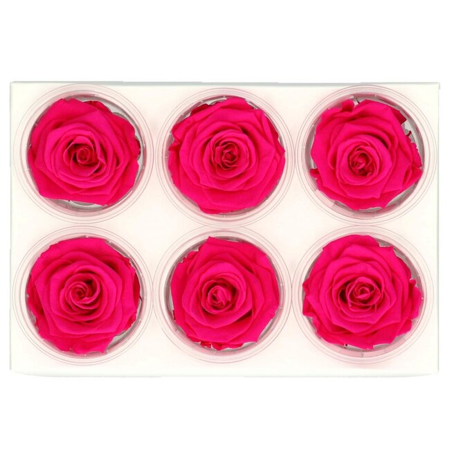 Gepreserveerde Roos | Kleur: Fuchsia | Diameter 6 centimeter | Per 6 rozen