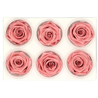 4A Gepreserveerde Rozen | Kleur: Oudroze | Diameter 6 centimeter | Per 6 rozen