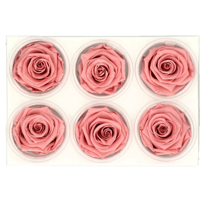 Gepreserveerde Roos | Kleur: Oudroze | Diameter 6 centimeter | Per 6 rozen