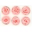 Gepreserveerde Roos | Kleur: Lichtroze | Diameter 6 centimeter | Per 6 rozen