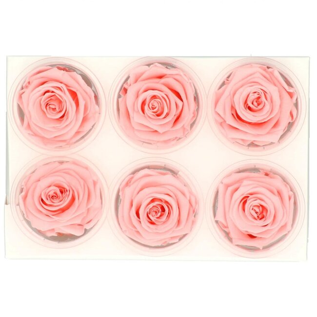 Gepreserveerde Roos | Kleur: Lichtroze | Diameter 6 centimeter | Per 6 rozen