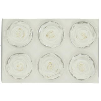 4A Gepreserveerde Roos | Kleur: Natuurlijk Wit | Diameter 6 centimeter | Per 6 rozen