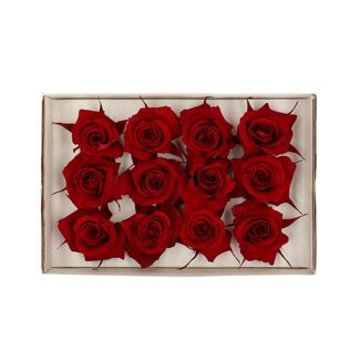 4A Rose préservée | Couleur: Rouge | Diamètre 4 centimeter | Par 12 roses