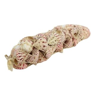 4A Trucus Macula Muscheln | Farbe: Rot | Pro 700 gram Muscheln