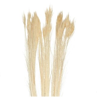 4A Plumes de paon | Couleur: Blanc blanchi | Longueur 100 centimeter | Par 10 plumes