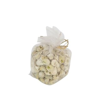 4A Astrea Calcar Coquilles | Couleur: crème | Contenu 750 gram | Par sac