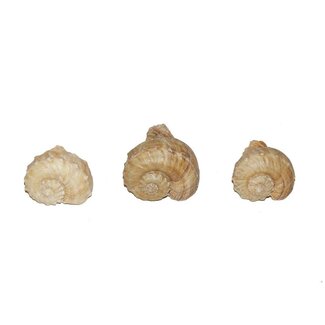 4A Chirater Muscheln | Farbe: cremefarben | Inhalt 1 kilo | Pro Beutel