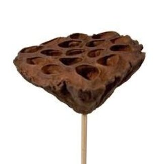 4A Dried lotus pods on stem | Colour: Brown | Lotus diameter 7 - 10 centimeter | Length ± 50 centimeter | Per 5 picks