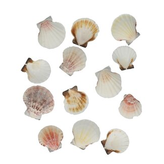 4A Pecten Vexillum Schelpen | Kleur: Gemengde Kleuren | Inhoud 500 gram | Per zak