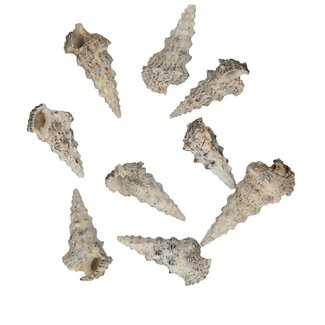 4A Cerethium Nodolosum Schelpen | Kleur: Crèmekleurig | Inhoud 500 gram | Per zak