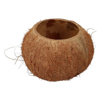 4A Demi-coquille de noix de coco séchée | Couleur: Brun | Décoration sèche | Par 3 coquilles