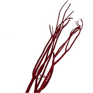 4A Branches floconneuses de Mitsumata séchées | Couleur: Bordeaux | Décoration sèche | Longueur ± 115 centimeter | 3 branches par bouquet | Par bouquet