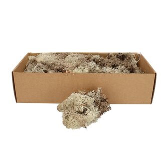 4A Preserved Reindeer Moss | Colour: Light brown | Dried decoration | Weight 400 - 500 gram | Per box