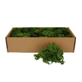 4A Preserved Reindeer Moss | Colour: Green | Dry decoration | Weight 400 - 500 gram | Per box