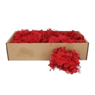 4A Preserved Reindeer Moss | Colour: Red | Dry decoration | Weight 400 - 500 gram | Per box