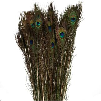 4A Pauw Veren | Kleur: Teal | Lengte 100 centimeter | Per 10 veren