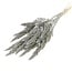 Grey Amaranthus Cruentus dried flowers | Length ± 60 centimetres | Weight ± 125 grams