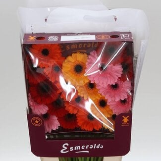 Freshy Ge Aqua .racket Mi Mix Basis