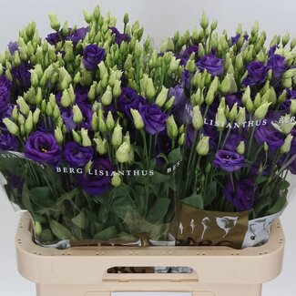 Freshy Eustoma Gevuld Rosi Blue