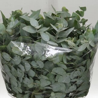 Freshy Eucalyptus Cinerea | Kleur: Groen | Lengte ± 55 centimeter | Gewicht 150 gram per bos | Per 5 bossen