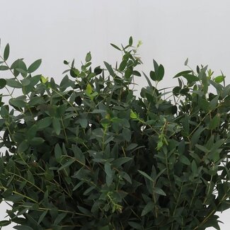 Freshy Eucalyptus Parvi 150gr Short (p. bos)