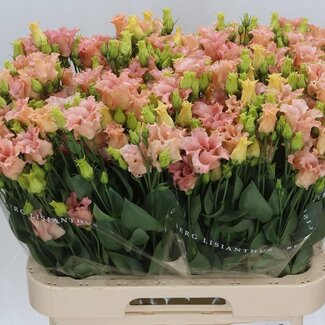 Freshy Eustoma Lisianthus Enkelbloemig “Falda Apricot” | Kleur: Gemengde Kleuren | Lengte ± 70 centimeter | Per 10 stelen