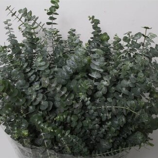 Freshy Eucalyptus Baby Blue | Kleur: Groen | Lengte ± 70 centimeter | Gewicht 350 gram per bos | Per 5 bossen