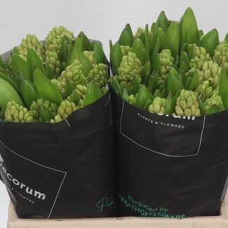 Freshy Hyacinth China Pink