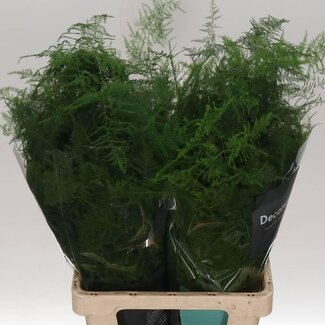 Freshy Asparagus Setac Extra veren