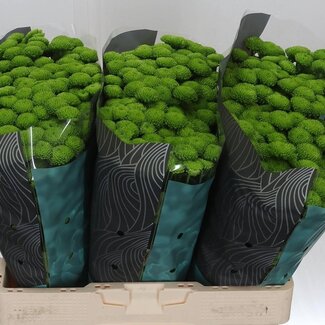Freshy Chrysanthemum Chrysant Santini “Country” | Kleur: Groen | Lengte ± 55 centimeter | Per 25 stelen