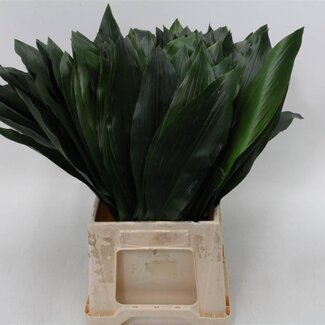Freshy Aspidistra Middel Aqua (p. bos)