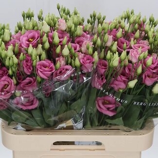 Freshy Eustoma Lisianthus Gevuld “Rosi Rose Pink” | Kleur: Roze | Lengte ± 70 centimeter | Per 10 stelen