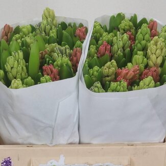 Freshy Hyacinth Gemengd 5 Kleuren
