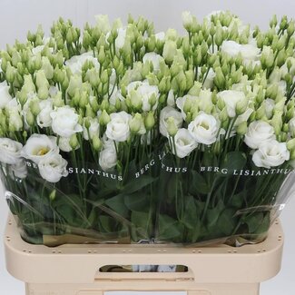 Freshy Eustoma Lisianthus Gevuld “Rosi White” | Kleur: Wit | Lengte ± 70 centimeter | Per 10 stelen