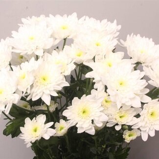 Freshy Troschrysant Chrysanthemum “Bonita” | Kleur: Wit | Lengte ± 70 centimeter | Gewicht ± 70 gram per tak | Per 10 stelen