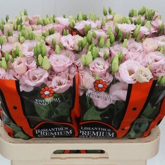 Freshy Eustoma Gevuld Lisanne Light Pink