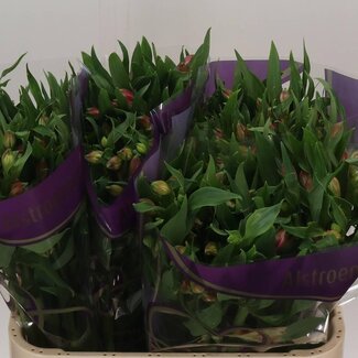 Freshy Alstroemeria Avianna