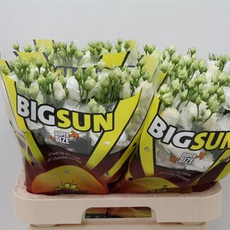 Freshy Eustoma Gevuld Alissa Pure White
