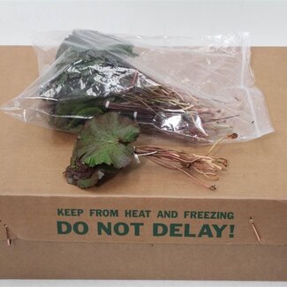 Freshy Galax Blad | Kleur: Groen | Lengte ± 20 centimeter | Per 10 bossen