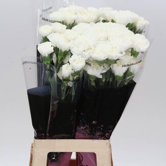 Freshy Anjer Lang Delphi