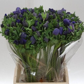 Freshy Anemone Mistral M X50 Blue