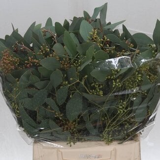 Freshy Eucalyptus Populus Bes 150gr Short (p. bos)