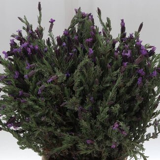 Freshy Lavendel Stoechas 250gr (p. bos)