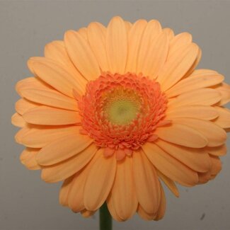 Freshy Germini. Aqua Judo x20