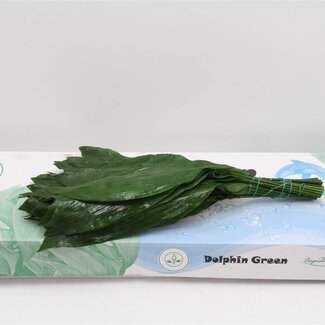 Freshy Aspidistra | Kleur: Groen | Lengte ± 60 centimeter | Per 5 bossen