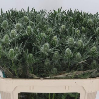 Freshy Eryngium Sirius Questar