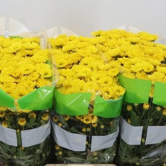 Freshy Chrysant santini Rossi Sunny